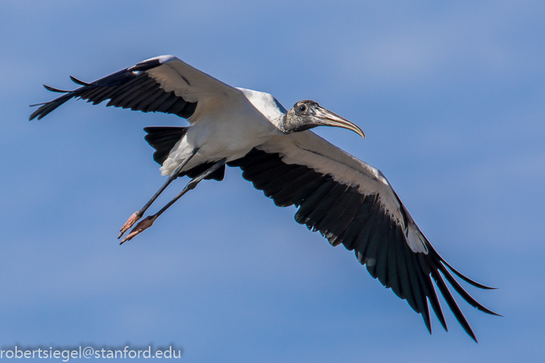 woodstork